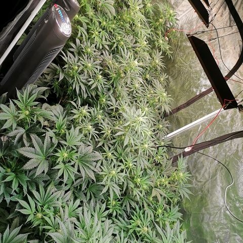Pluto auto growlog timeline photo
