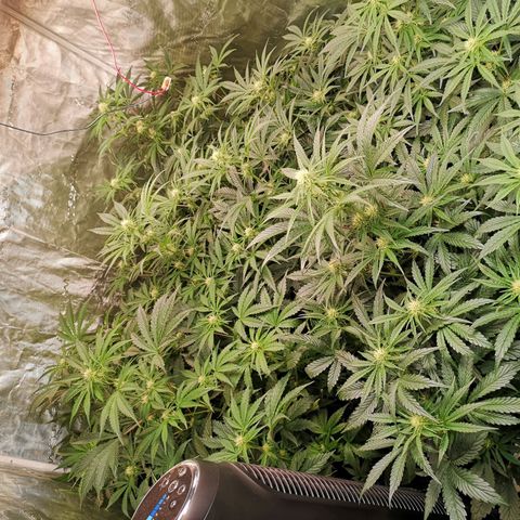 Pluto auto growlog timeline photo