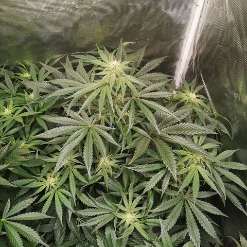 Og kush auto growlog timeline photo