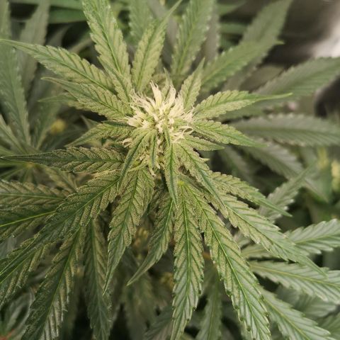 Og kush auto growlog timeline photo