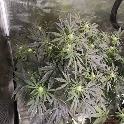 Og kush auto growlog timeline photo