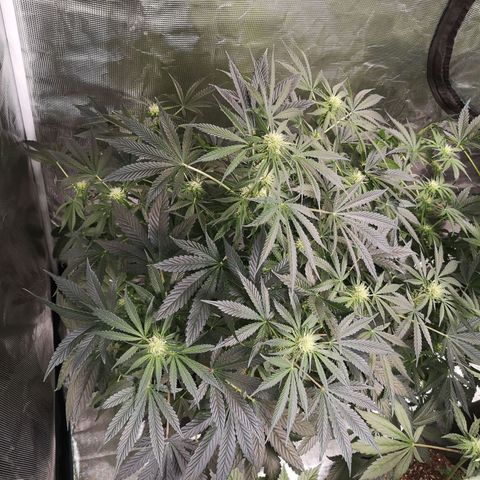 Og kush auto growlog timeline photo
