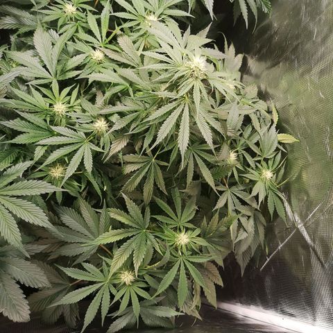 Purple thai auto  growlog timeline photo