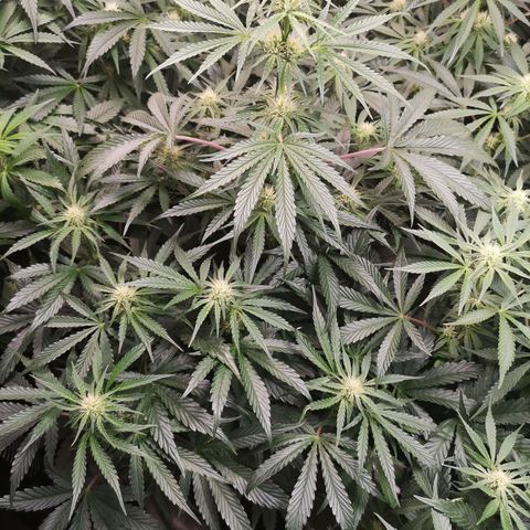 LBCOG auto growlog timeline photo