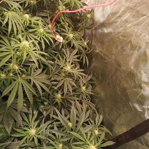 Pina rbx auto growlog timeline photo