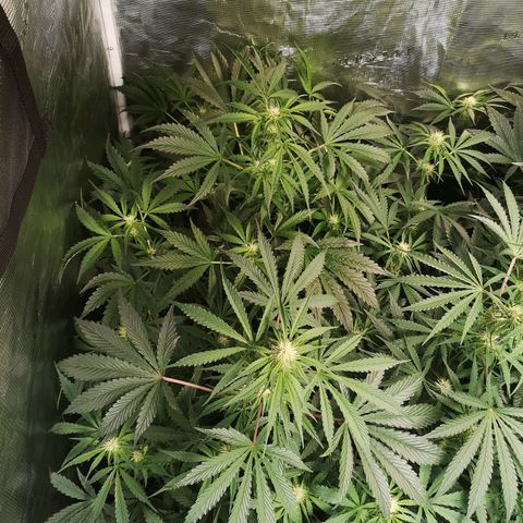 Banana Hammock auto growlog timeline photo