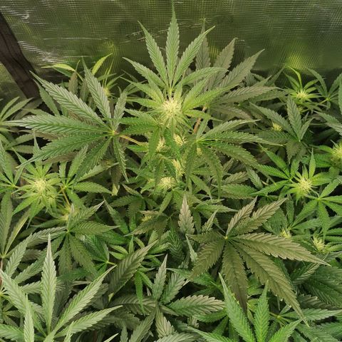 Pluto auto growlog timeline photo