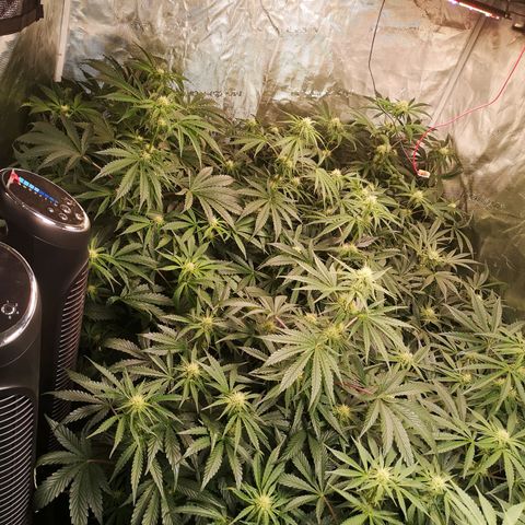 Pluto auto growlog timeline photo