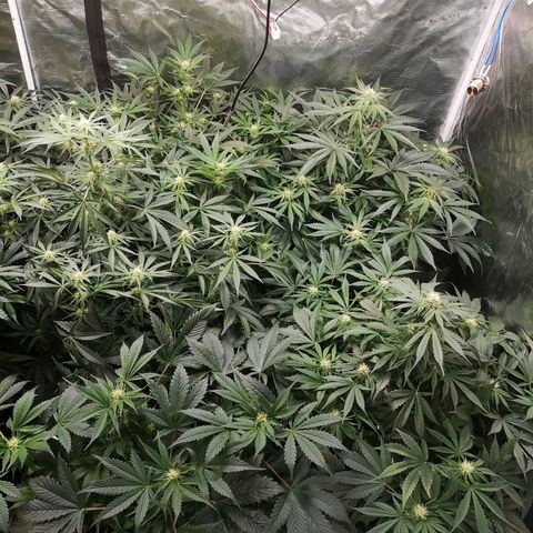 Pluto auto growlog timeline photo