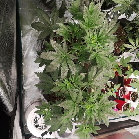 Sour d auto  growlog timeline photo