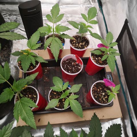 Banana daddy growlog timeline photo