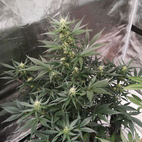 Crystal candy xl auto growlog timeline photo