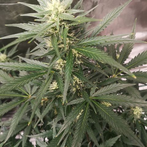 Crystal candy xl auto growlog timeline photo