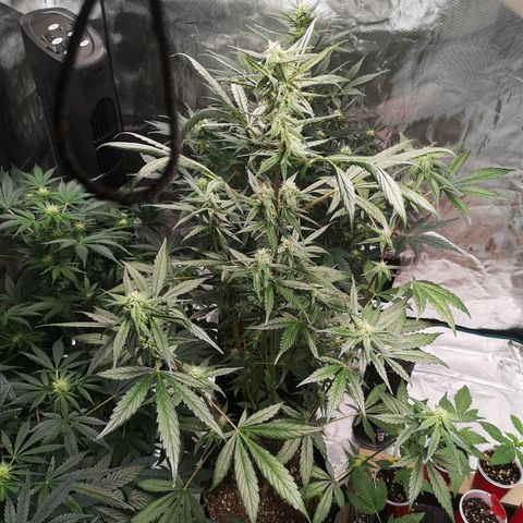 Dark devil auto growlog timeline photo