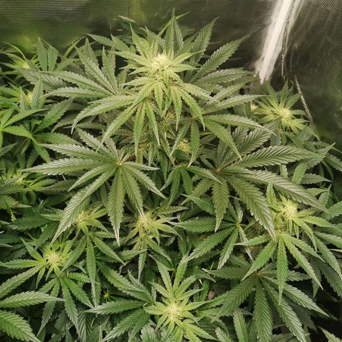 Og kush auto growlog timeline photo