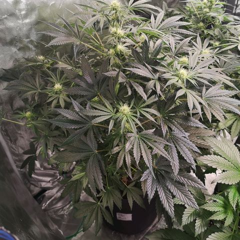 Og kush auto growlog timeline photo
