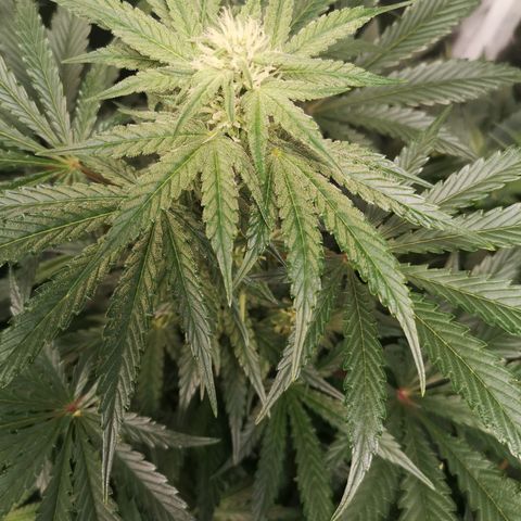 Og kush auto growlog timeline photo