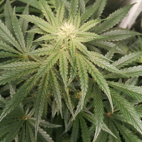 Og kush auto growlog timeline photo