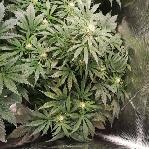 Purple thai auto  growlog timeline photo