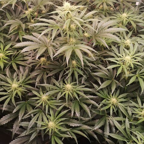 LBCOG auto growlog timeline photo