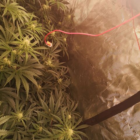 Pina rbx auto growlog timeline photo