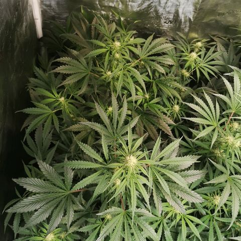 Banana Hammock auto growlog timeline photo