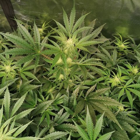 Pluto auto growlog timeline photo