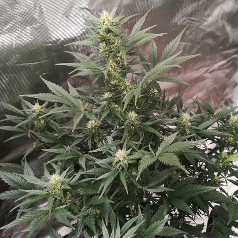 Crystal candy xl auto growlog timeline photo