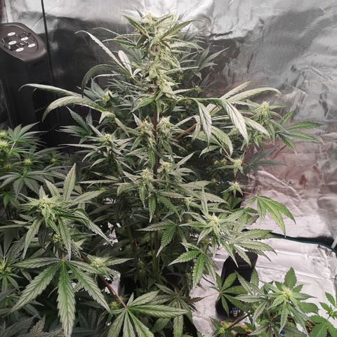 Dark devil auto growlog timeline photo