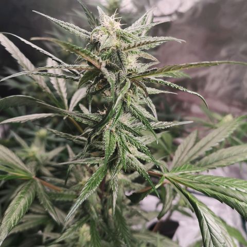 Dark devil auto growlog timeline photo