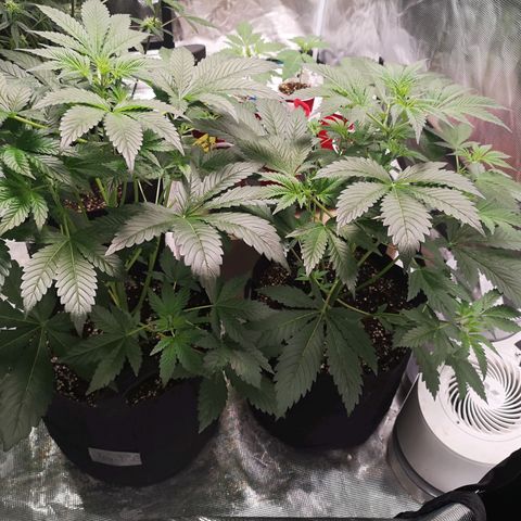 Sour d auto  growlog timeline photo