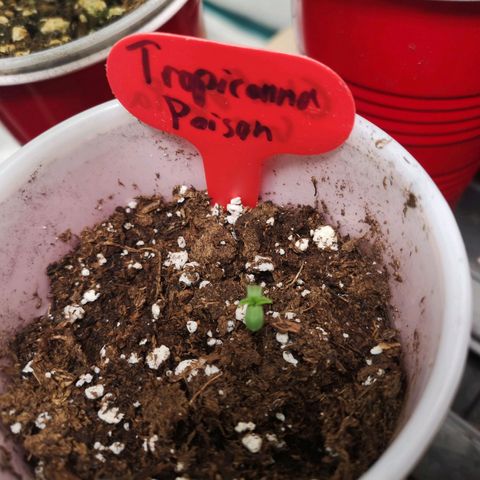 Tropicanna poison fast growlog timeline photo