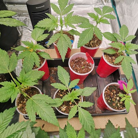 Banana daddy growlog timeline photo