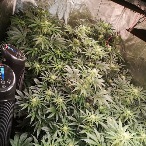 Pluto auto growlog timeline photo