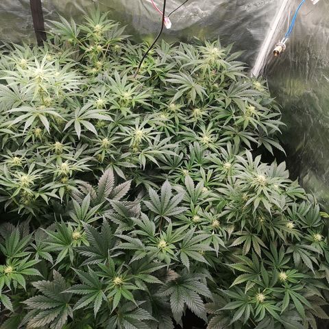 Pluto auto growlog timeline photo