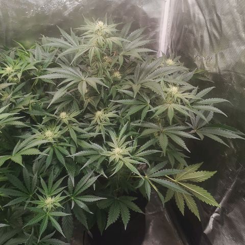 Og kush auto growlog timeline photo
