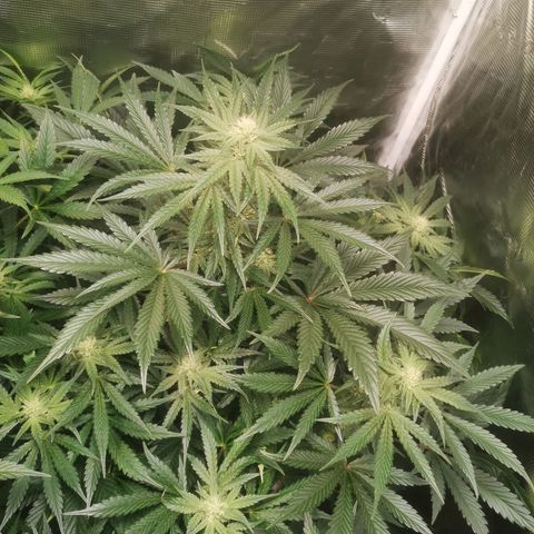 Og kush auto growlog timeline photo