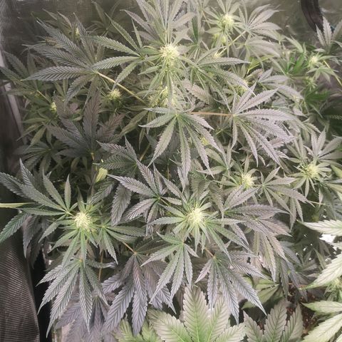 Og kush auto growlog timeline photo