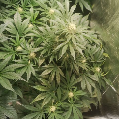 Purple thai auto  growlog timeline photo