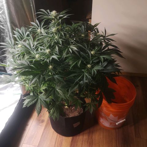 Purple thai auto  growlog timeline photo