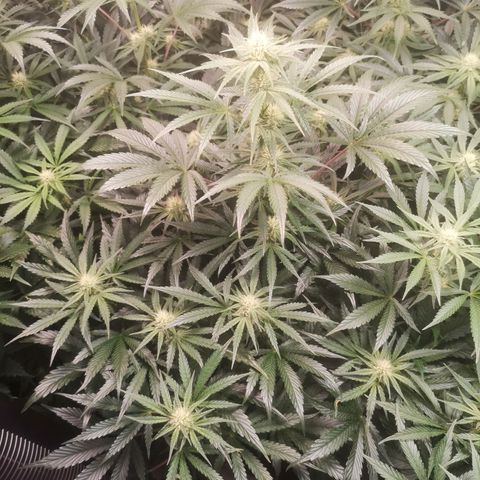 LBCOG auto growlog timeline photo