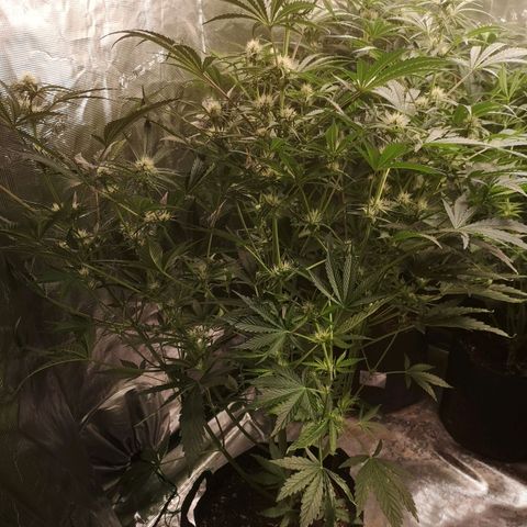 LBCOG auto growlog timeline photo