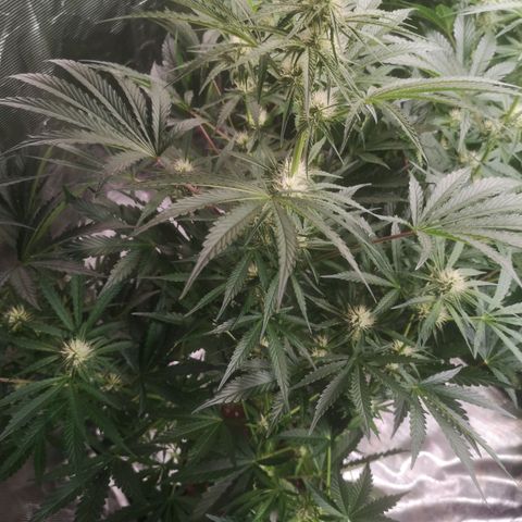 LBCOG auto growlog timeline photo