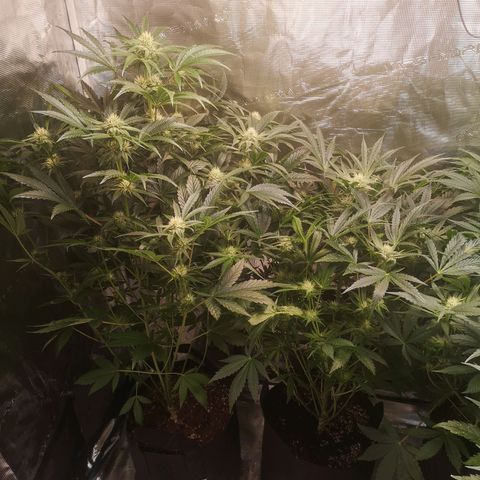Pina rbx auto growlog timeline photo