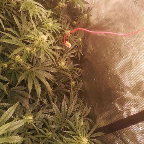 Pina rbx auto growlog timeline photo