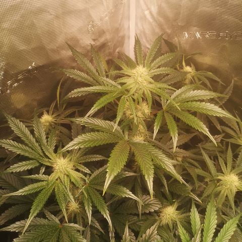 Pina rbx auto growlog timeline photo