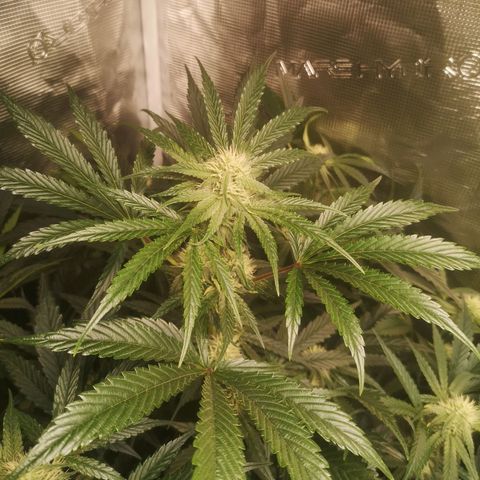 Pina rbx auto growlog timeline photo