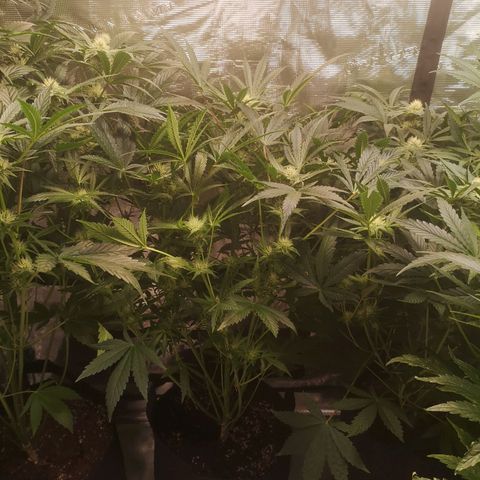 Pina rbx auto growlog timeline photo