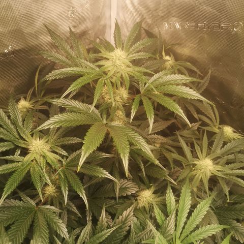 Pina rbx auto growlog timeline photo