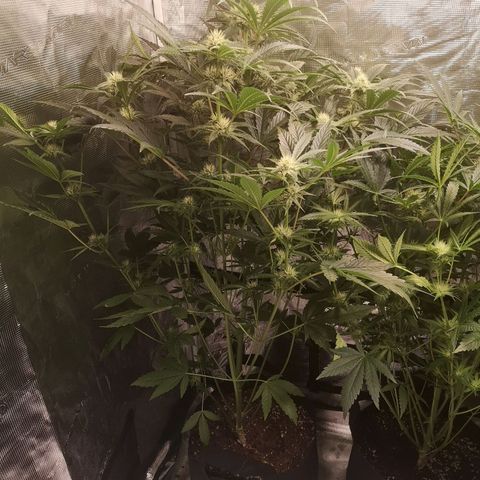 Pina rbx auto growlog timeline photo